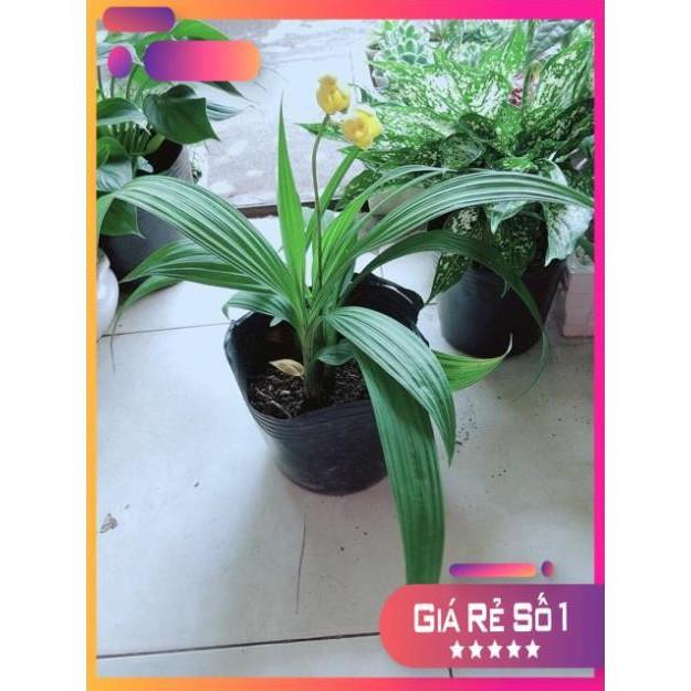 Lan Đất Có Hoa Vàng