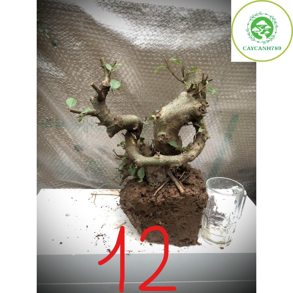 Cây sung bonsai phôi (ảnh thật) đánh số 1-20