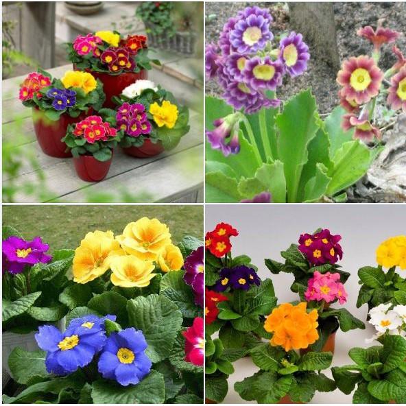 COMBO 5 gói hạt giống hoa báo xuân nhiều màu