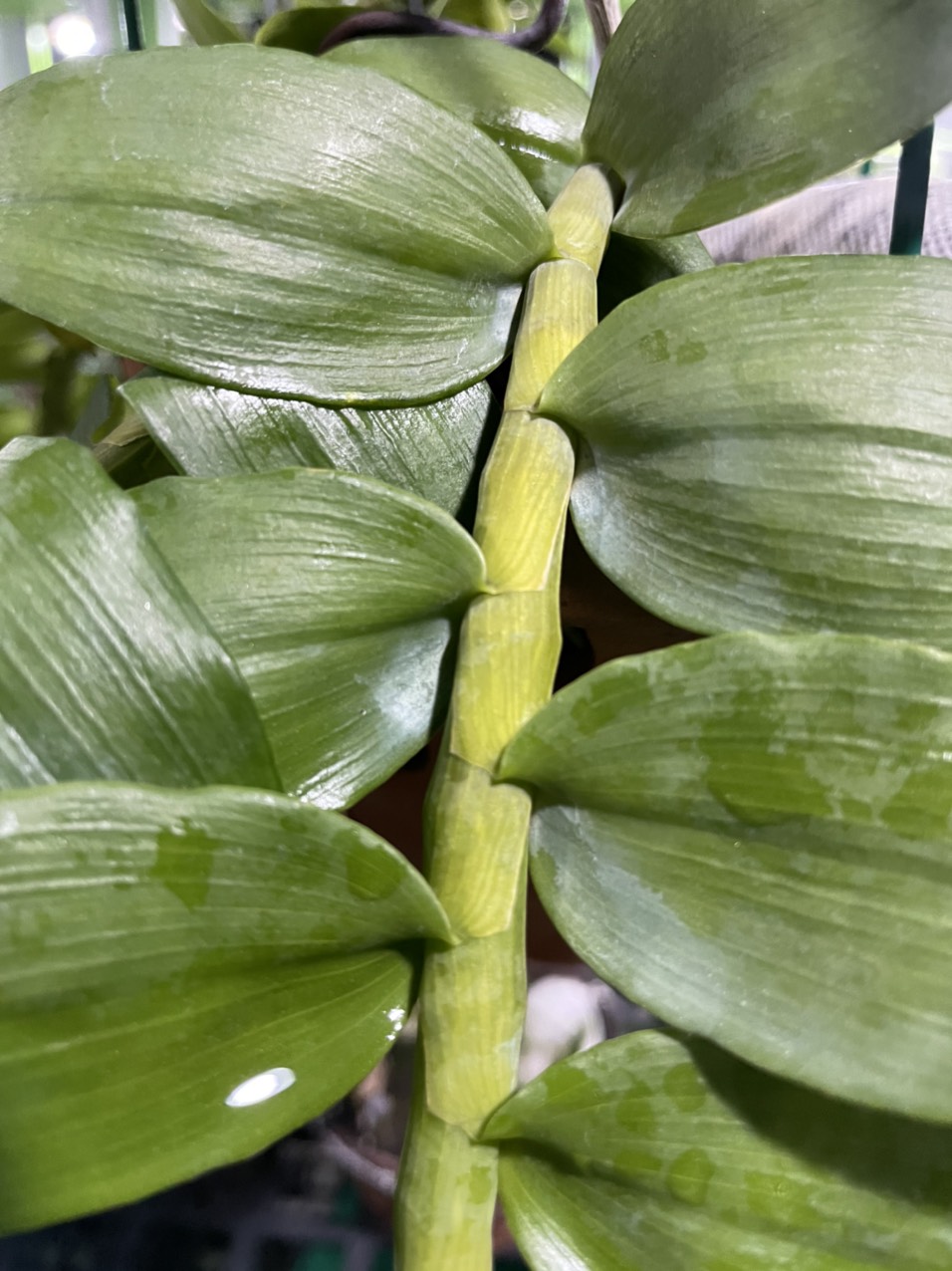 Chế phẩm tạo lá Mít trên hoa lan lọ 30gr