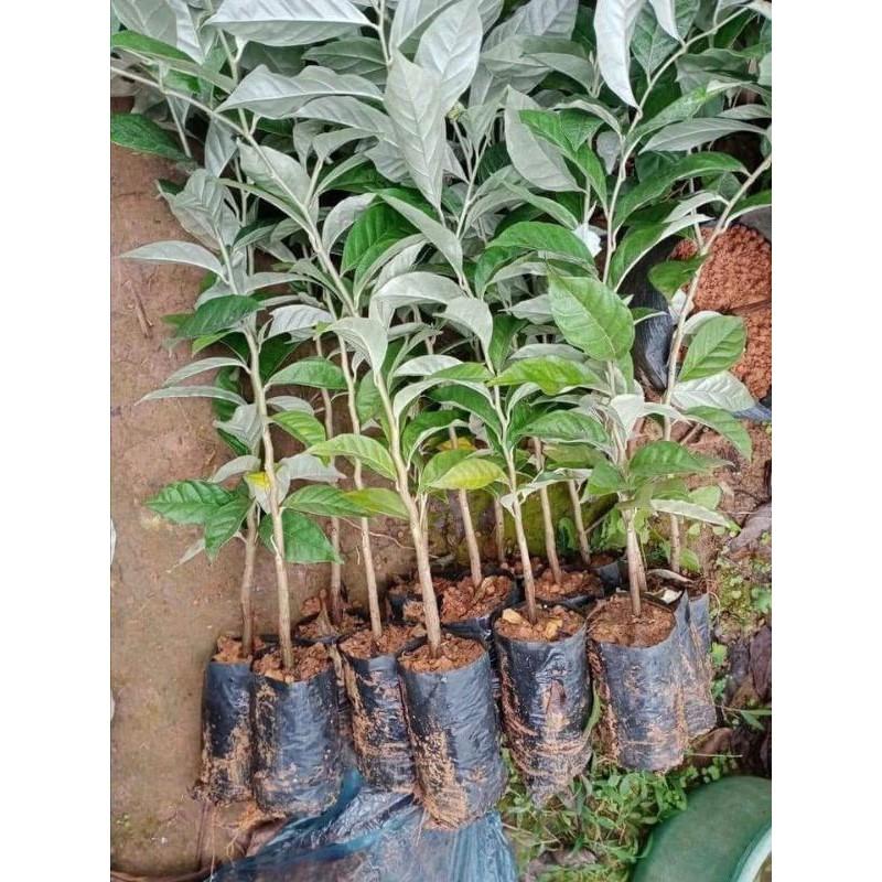 Cây giống nhót siêu ngọt Mỹ