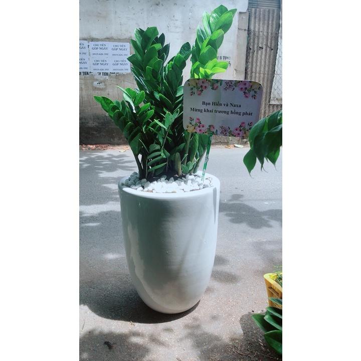 Chậu Cây Kim Phát Tài Cao 1m