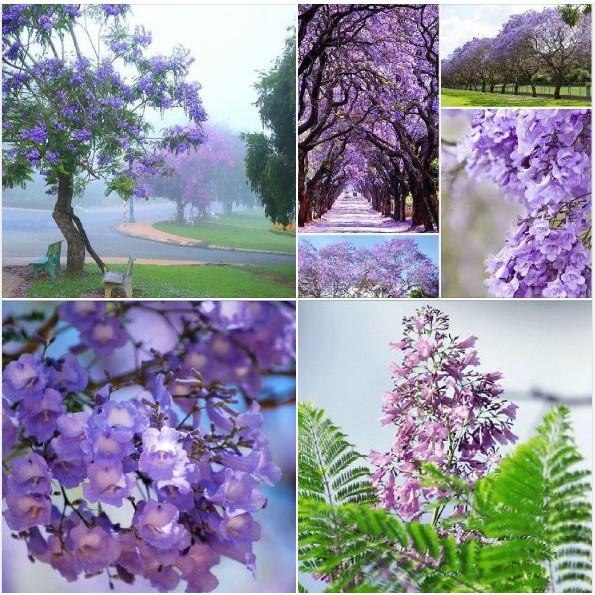 Hạt giống hoa phượng vĩ tím 5 hạt/gói