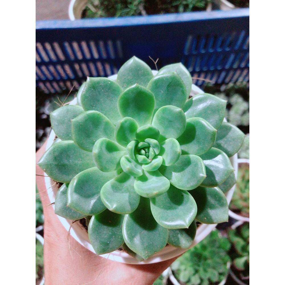 Sen Đá Bánh Bao Kèm Chậu Sứ