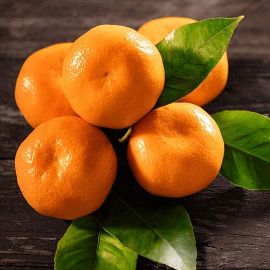 Cây Giống Quýt Đường Hà Nội, Quýt đường canh, Siêu Ngọt, Dễ Trồng, cây ghép nhanh cho trái