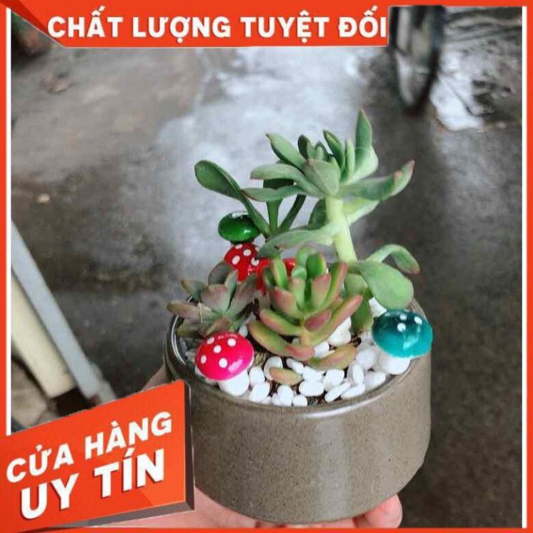 Chậu sen đá tiểu cảnh Nhiều Người Mua