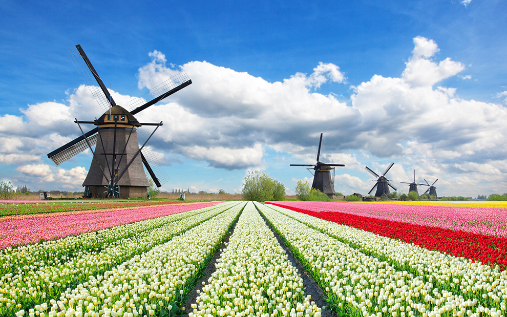 Bộ tranh xếp hình cao cấp 1000 mảnh ghép – Vườn Hoa Tulip (50x79cm)
