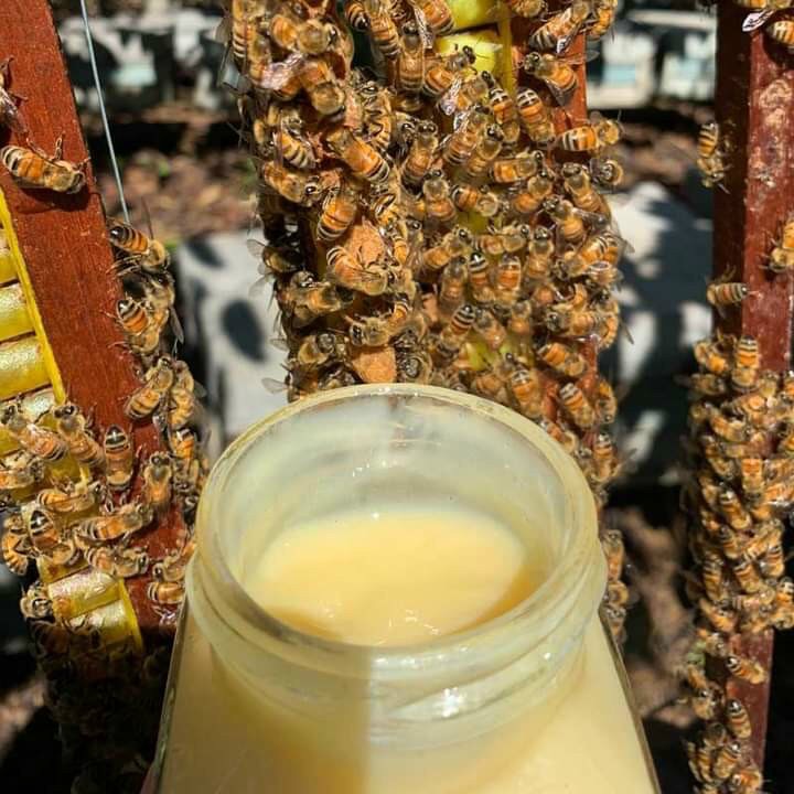 Combo Sữa ong chúa tươi nguyên chất HONIMORE 300g - TẶNG 1 HŨ MẬT ONG NGUYÊN CHẤT 360G - bồi bổ sức khỏe, da căng mịn