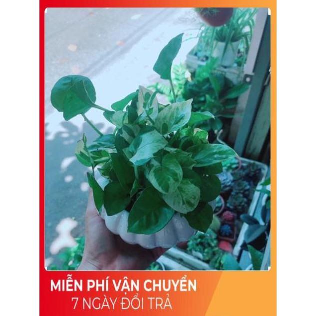 Chậu Trầu Bà Sữa