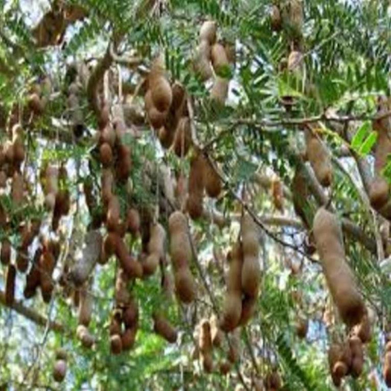 Cây giống me thái ngọt cây giống chuẩn cho năng suất cao dễ chăm sóc