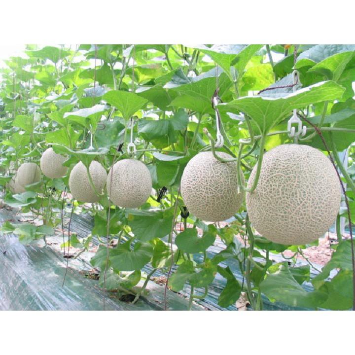 Hạt giống dưa lưới vàng F1