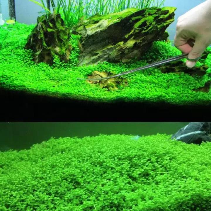 Hạt Giống Thủy Sinh - Cây Trân Châu ngọc trai gói 10g