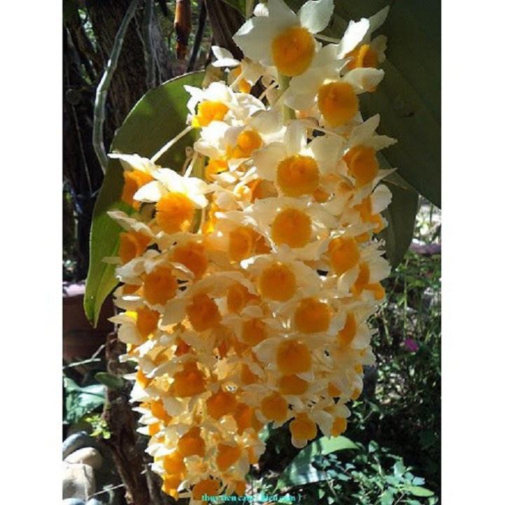 1 chậu hoa lan KIỀU CAM  hàng rừng TÂY BẮC thuần chậu