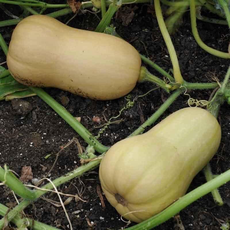Hạt giống bí ngô mật butter F1 Đài Loan KNS337 - Gói 10 hạt