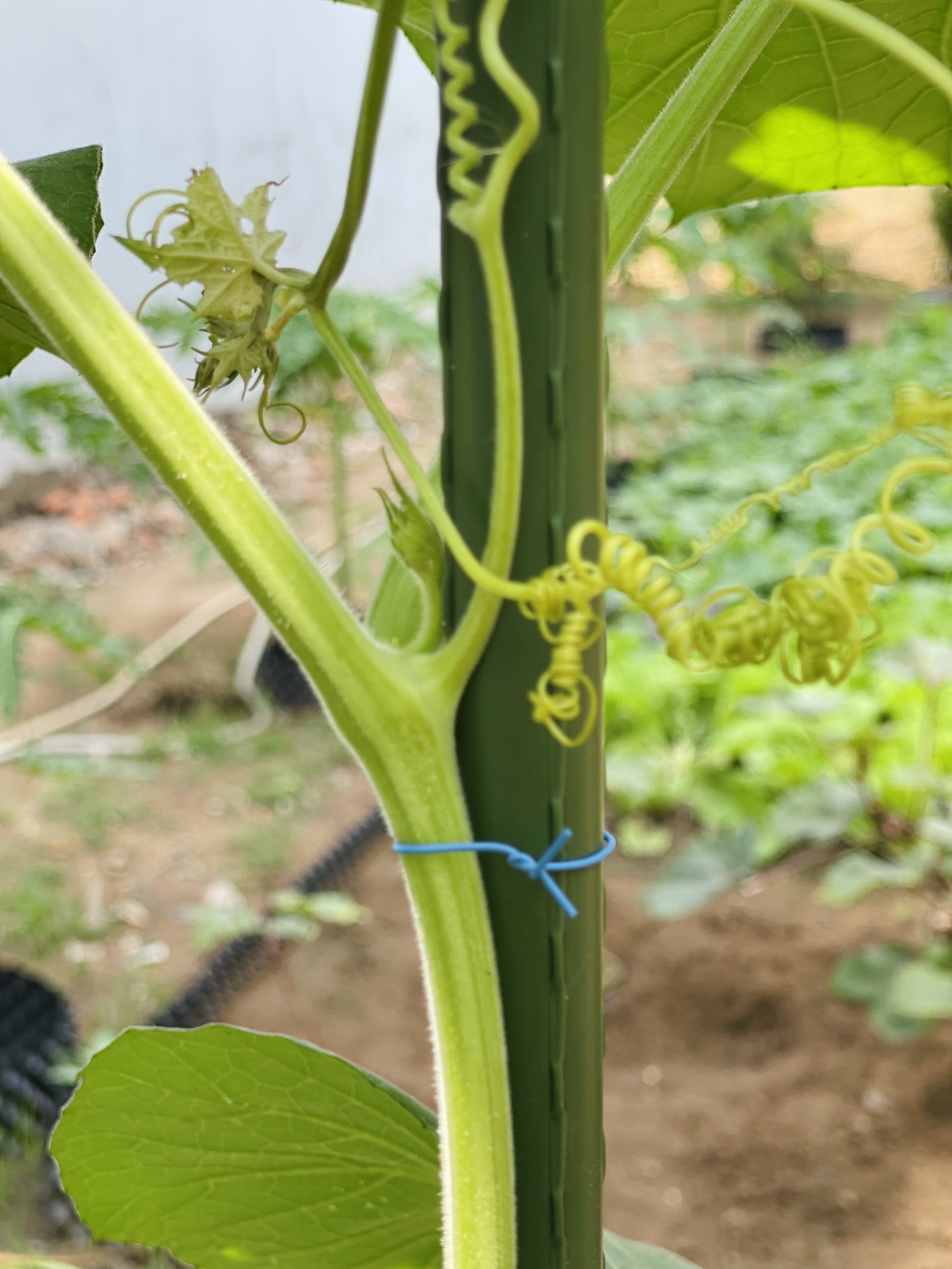 100 dây kẽm bọc nhựa 10cm