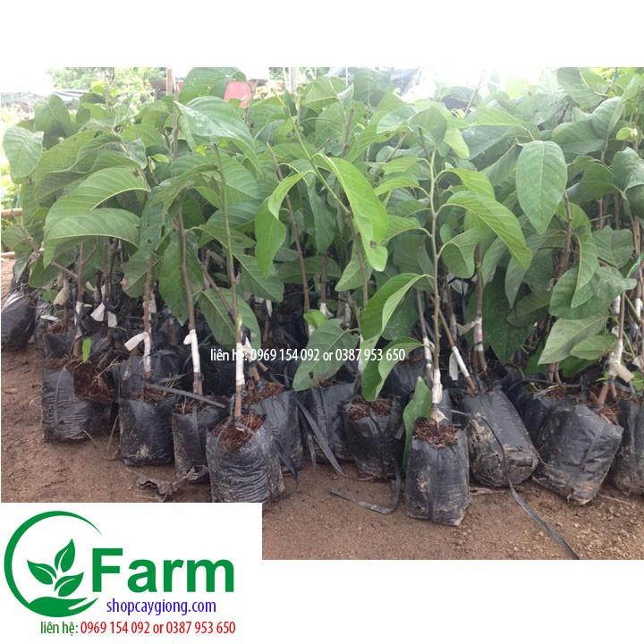 Cây na thái qua to đến 800g cây đẹp chuẩn giống