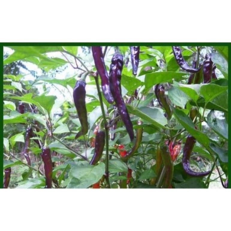 Cây giống ớt tím , cây đẹp, giống chuẩn