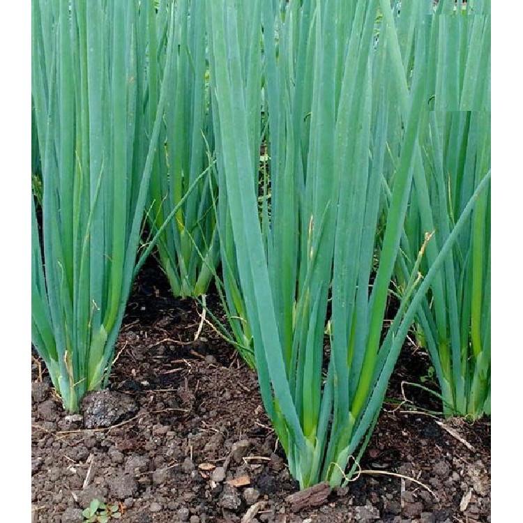 Hạt giống Hành hương cao sản F1 - 1 gói 2 gr