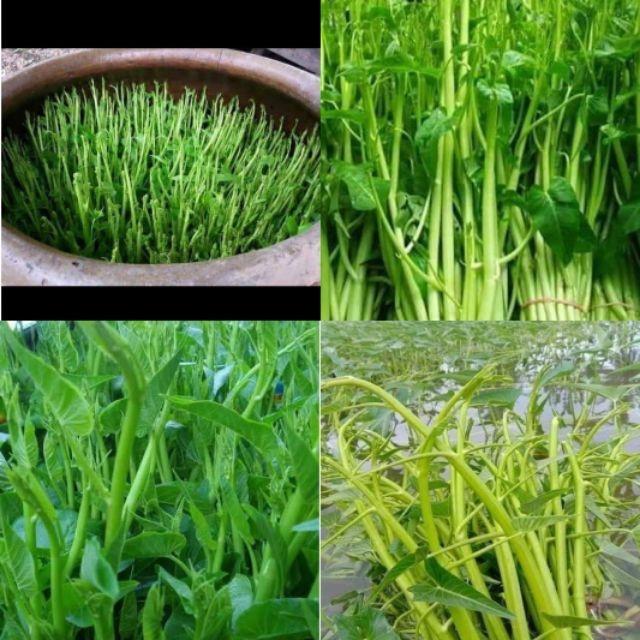 Hạt giống rau muống siêu ngọn - gói 10gram