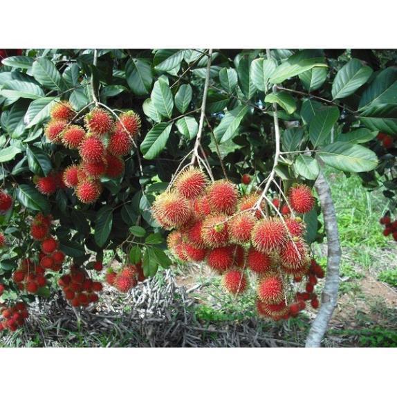 CÂY GIỐNG CHÔM CHÔM NHÃN