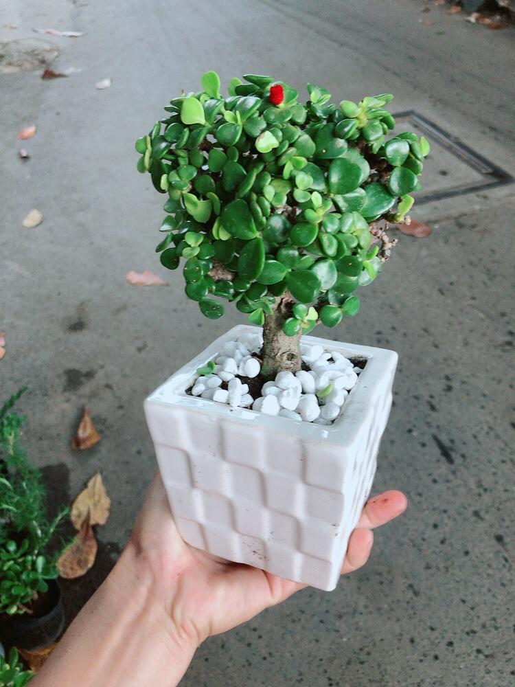 Chậu Cành Vàng Lá Ngọc