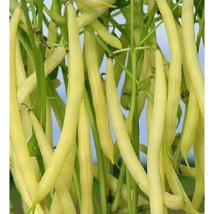 Hạt giống Đậu Cove Bụi Vàng Cao Sản 50gr/gói