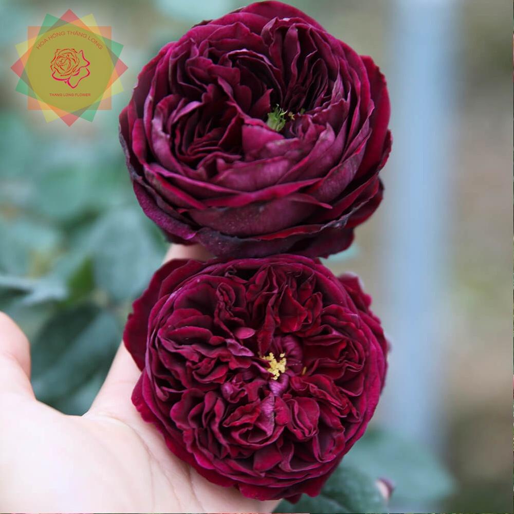 Cây hoa hồng ngoại The Prince hồng Hoàng tử quý tộc Anh siêu thơm -cây to trồng bịch vải
