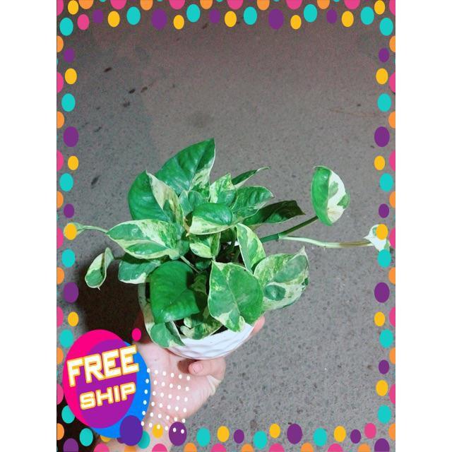 Chậu Trầu Bà Sữa