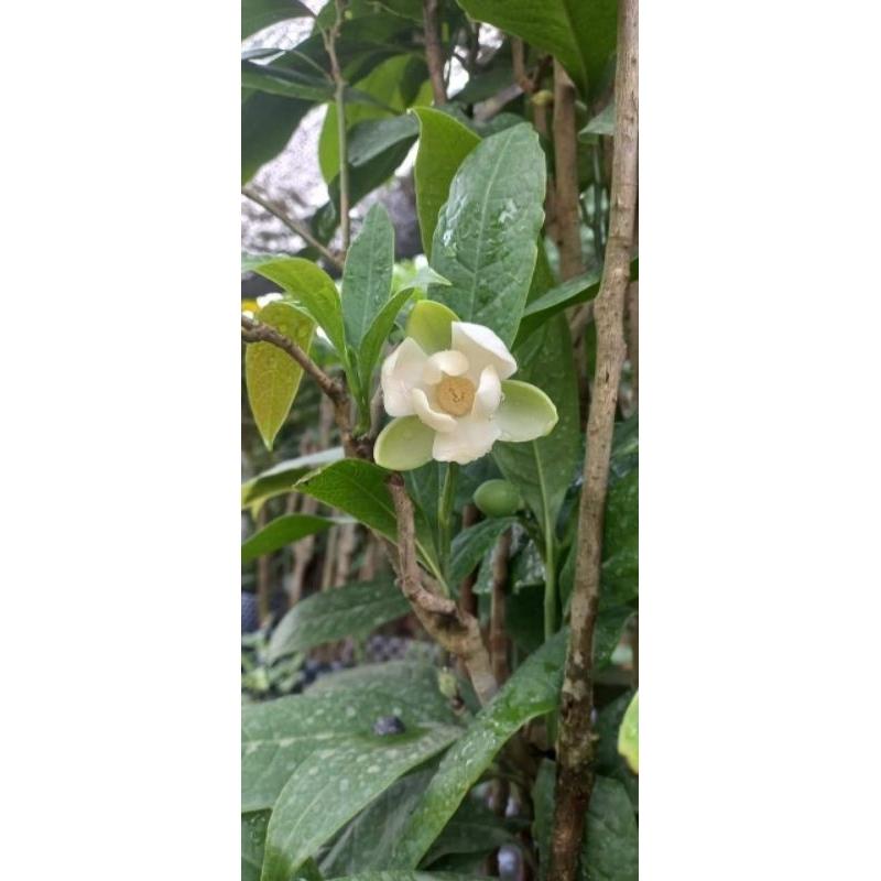 CÂY HOA DẠ HỢP HƯƠNG ĐANG CÓ NỤ THƠM NGÂY NGẤT