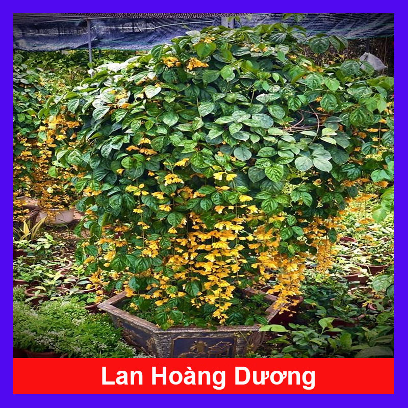 Cây hoa Lan Hoàng Dương siêu hoa - Cây chuỗi ngọc hoa vàng (Ảnh thật)  cao 50cm