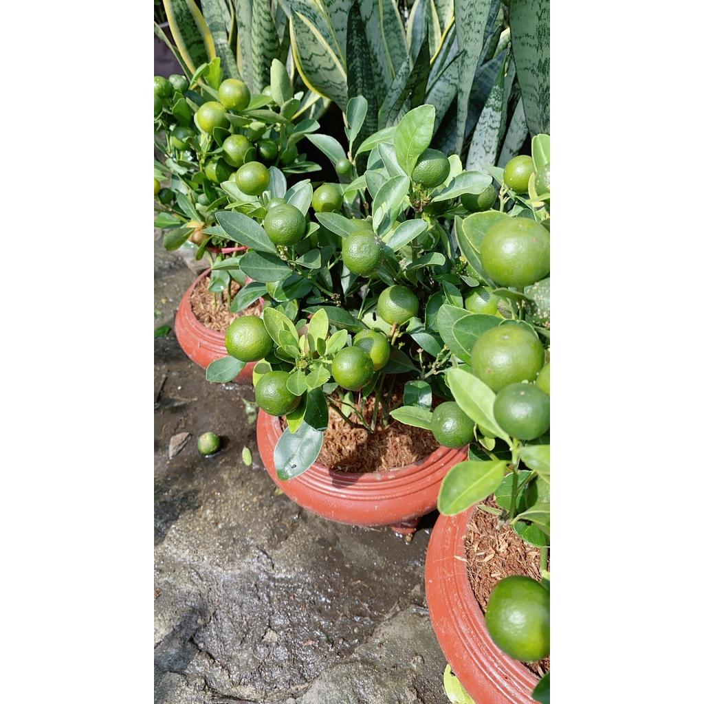 Chậu Cây Tắc