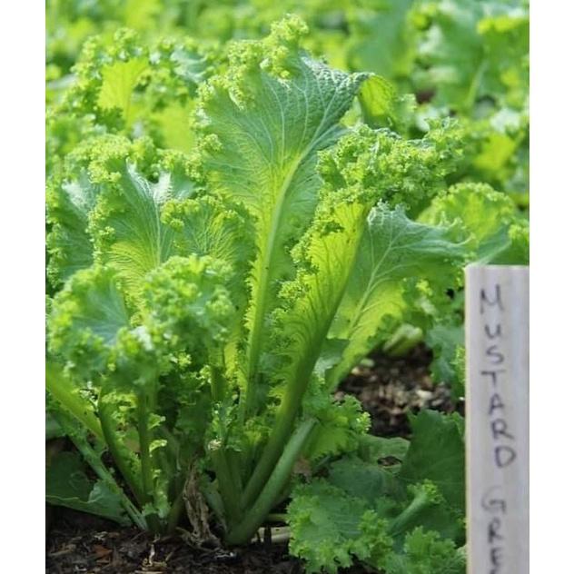 Hạt giống rau cải xanh mù tạc dể trồng f1-gói 10 gram/tặng kèm gói phân bón lót