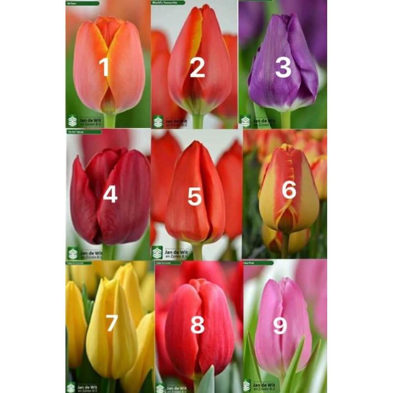 Combo 50Củ Tulip đơn