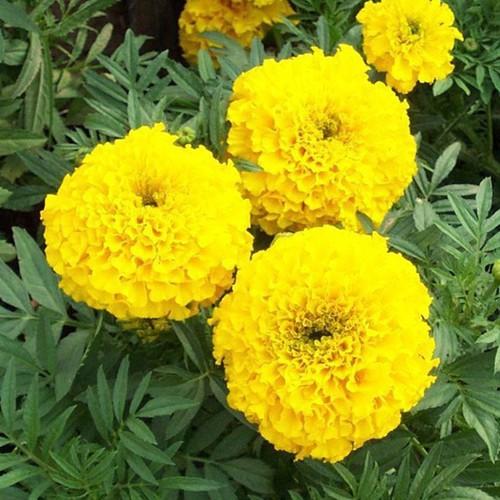 CÚC VẠN THỌ - NGUYÊN CHẬU ĐANG NỤ VÀ HOA SIÊU ĐẸP