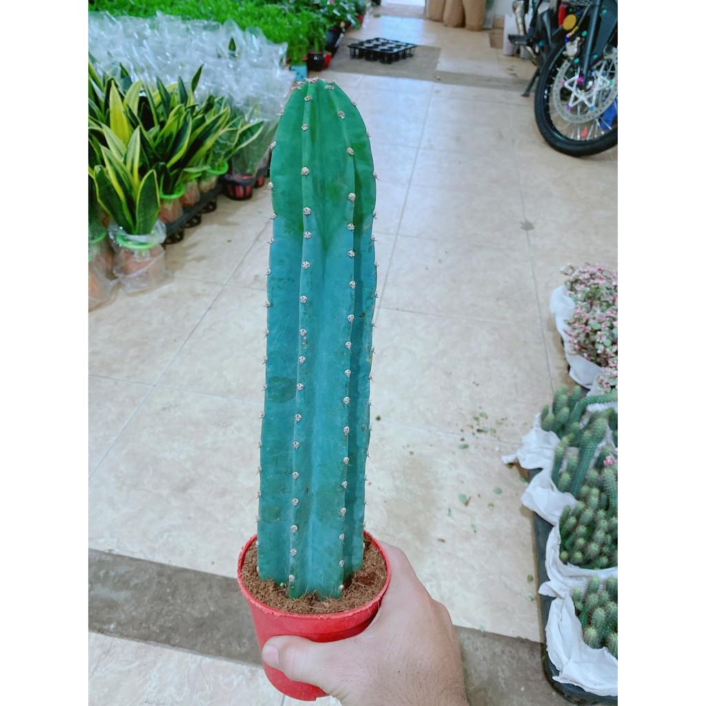 Cây Xương Rồng Trụ Lớn 40cm