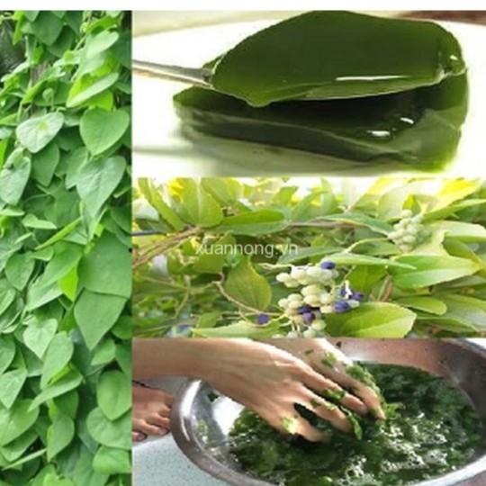 Combo 3 gói Hạt giống sương sâm lông