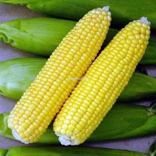Hạt giống Bắp vàng Siêu ngọt (bắp ngọt vang mỹ ) Nova KNS36 - gói 50gram