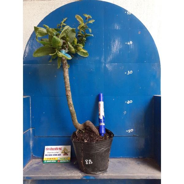 2 Cây Mai Giảo tự xoắn