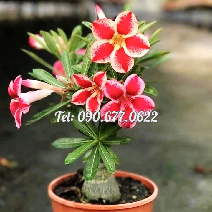 Hạt giống hoa sứ kép 5 cánh màu đỏ - Bịch 10 hạt – Mã số 1804