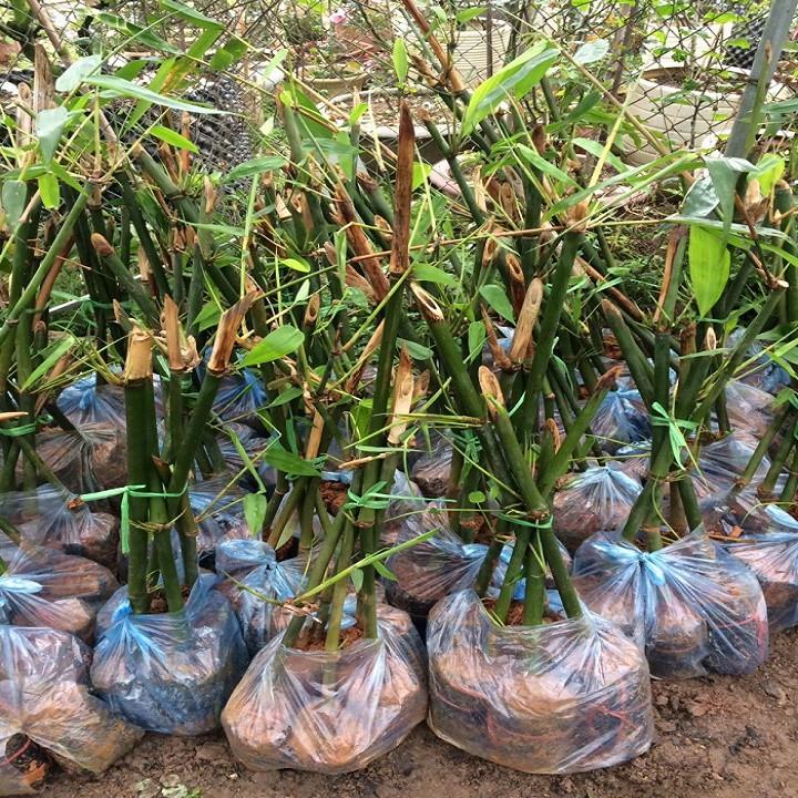 Cây giống măng Tre Bát Độ giống năng suất cao
