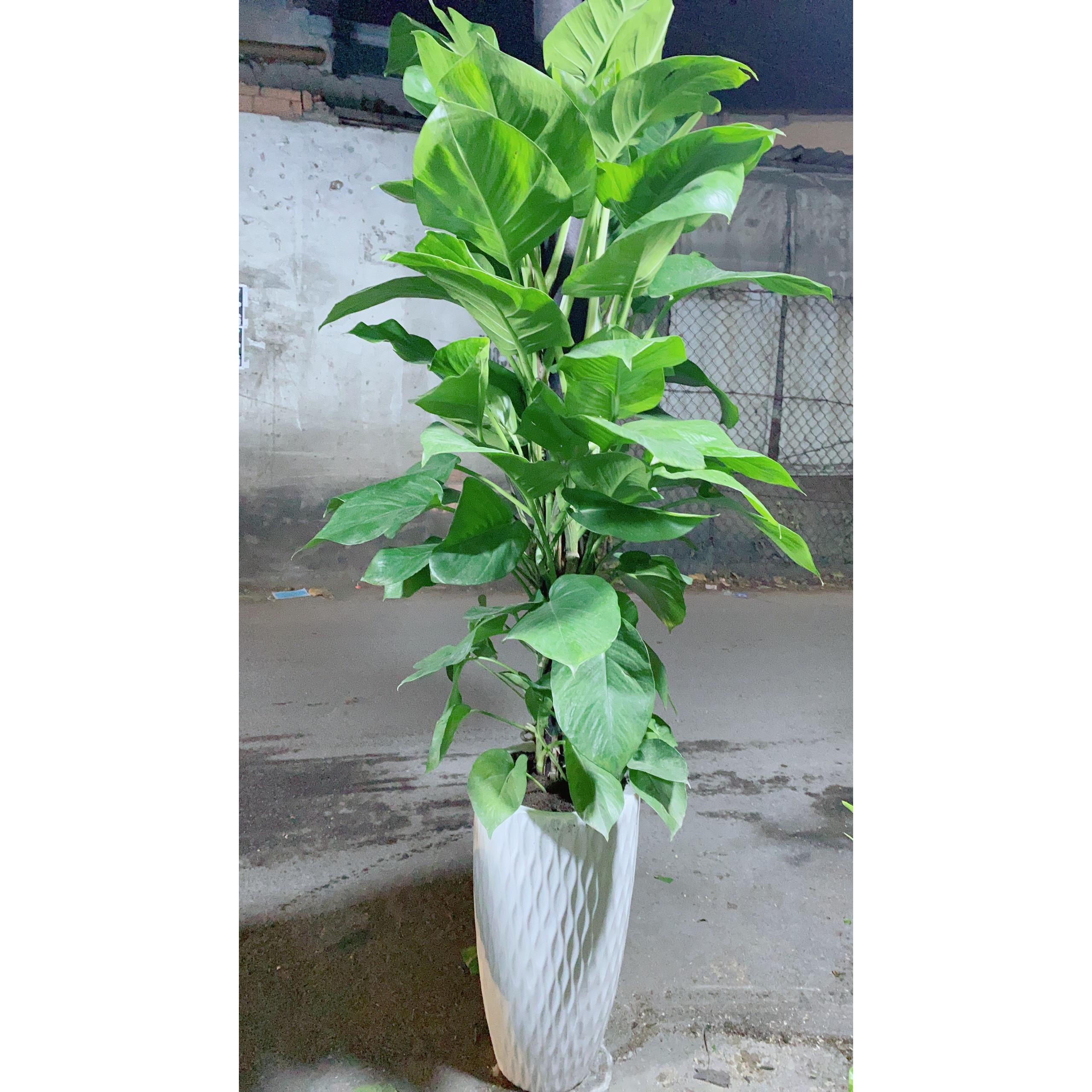 Chậu Trầu Bà Leo Size Đại