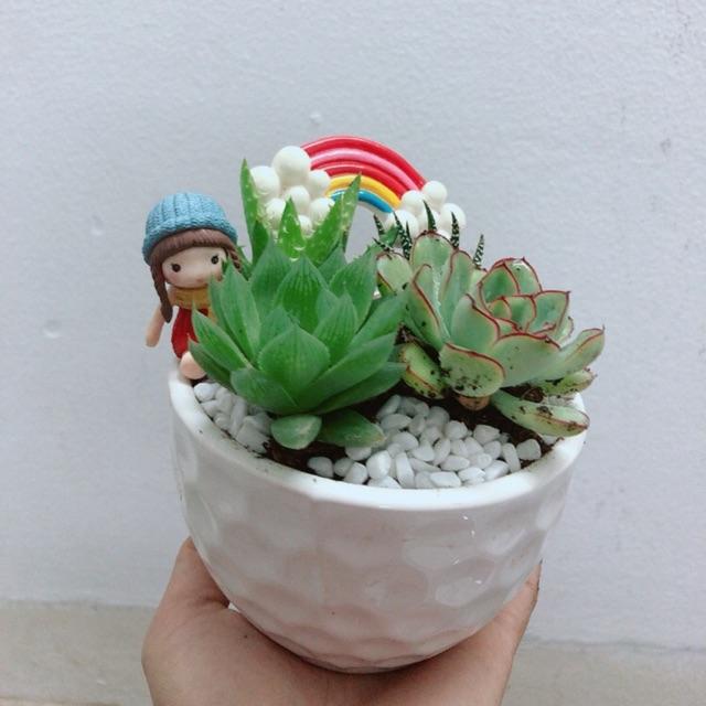 Chậu Sen Đá Tiểu Cảnh