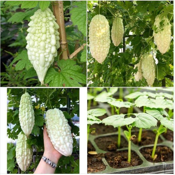 Hạt giống Khổ qua bạch tuyết-gói 5 hạt/tặng kèm gói phân bón lót
