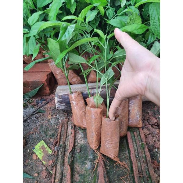 Cây giống Dạ Ngọc Minh Châu cao 15.20cm ảnh cuối