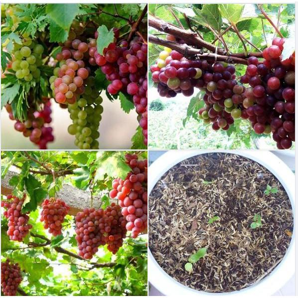 Hạt giống nho leo giàn 10 hạt/gói