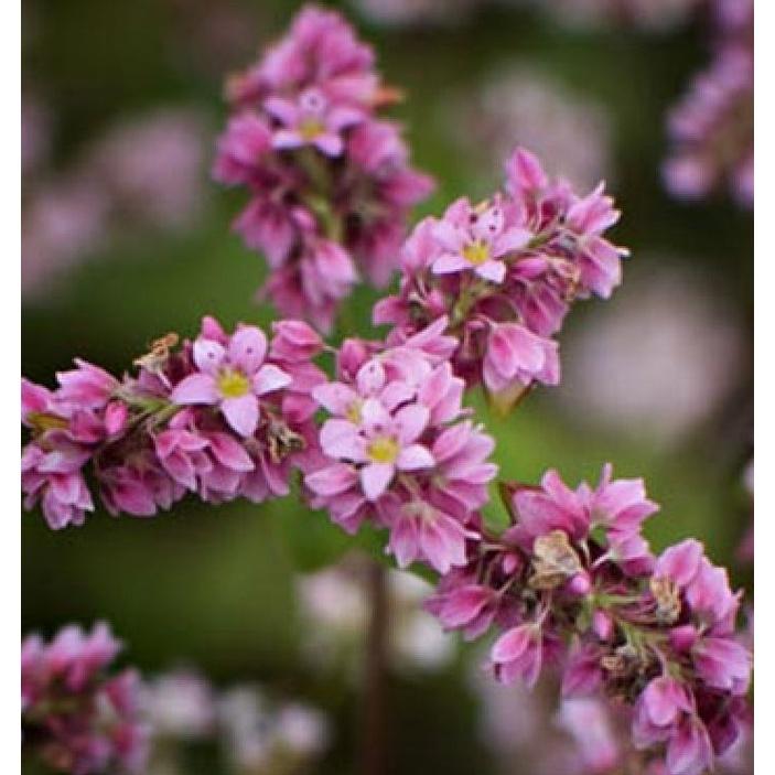 Hạt giống hoa tam giác mạch CT174 - Gói 100 hạt