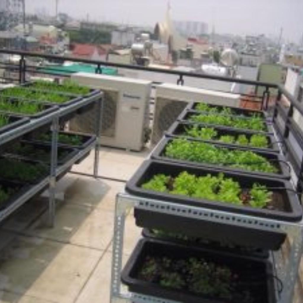 Khung kệ sắt trồng rau sạch 2 tầng 10 khay nhựa ,kích thước khay đều vừa ,kệ không bao gồm khay nhựa