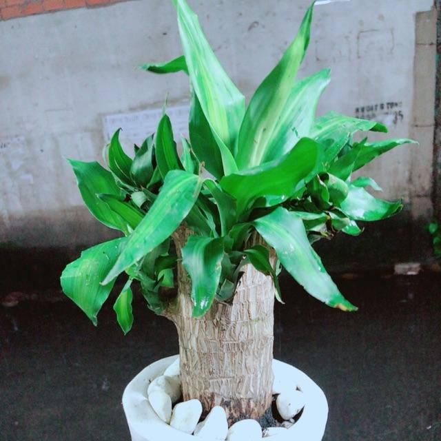 Chậu Trúc Bách Hợp