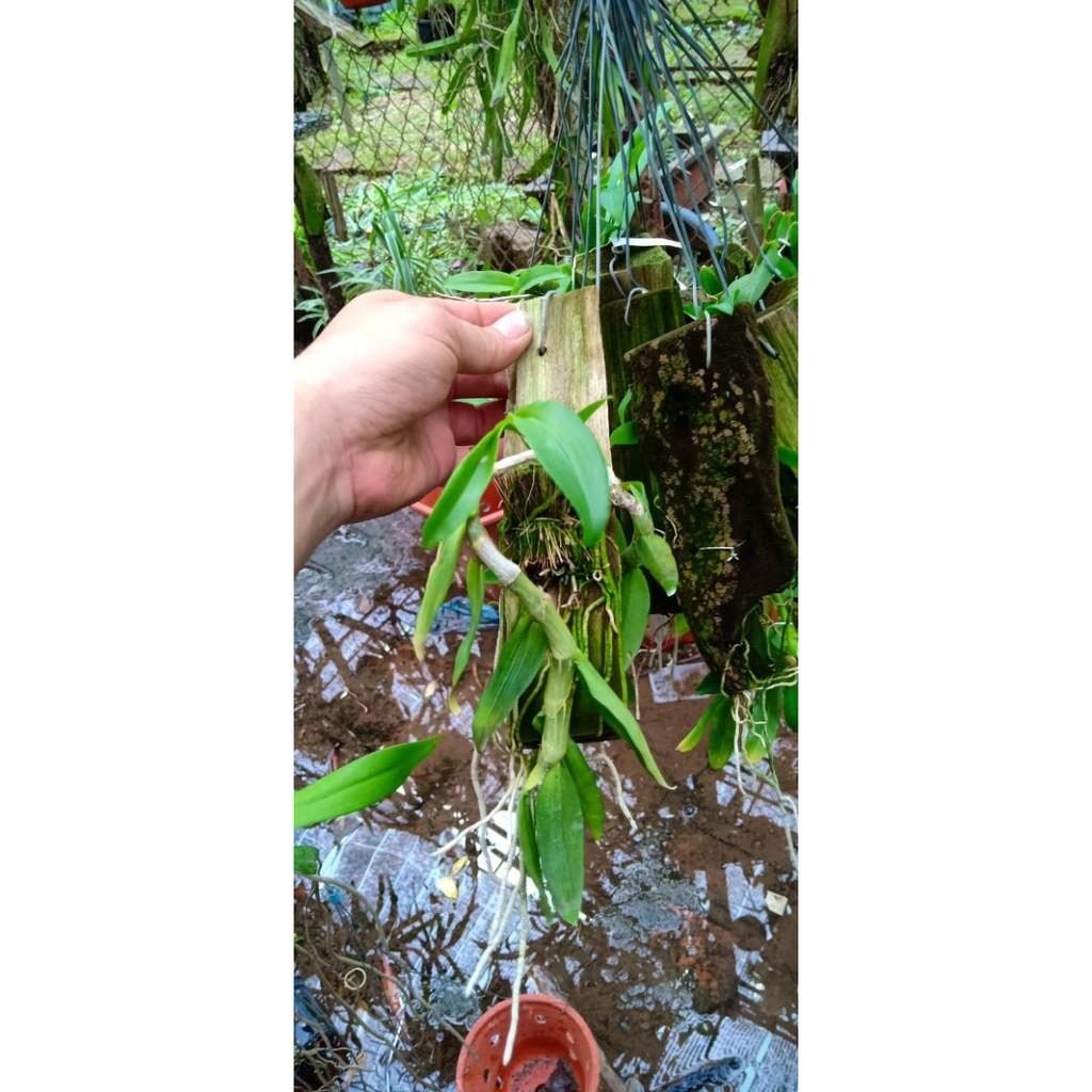 Hoa phong lan phi điệp trắng thái
