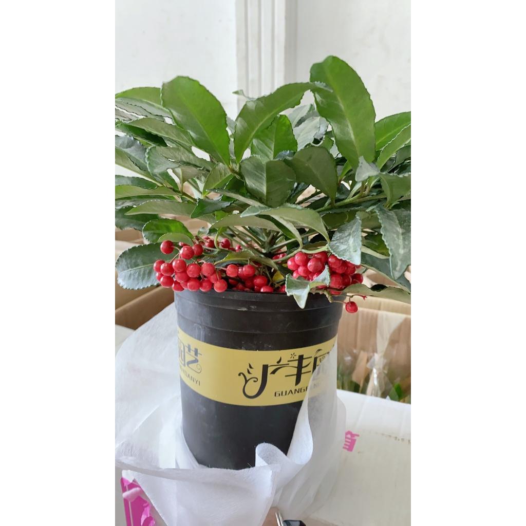 Kim Ngân Lượng Mẫu Để Bàn